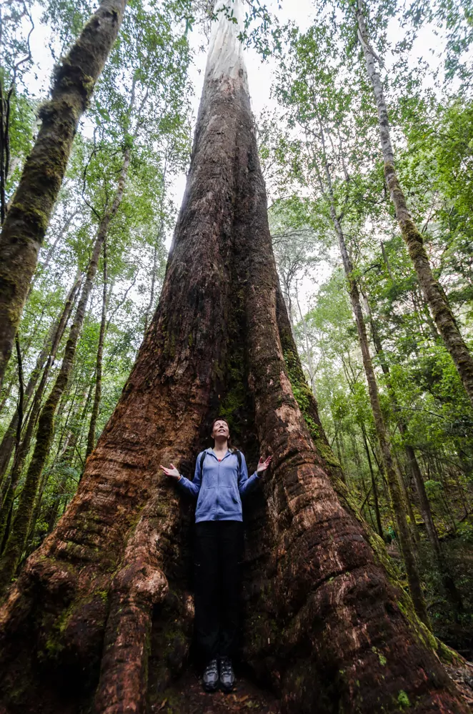 Woman stands in front of giant Eucalyptus Regnans